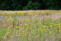 Common Ragwort - Senecio jacobaea, Norfolk, England, UK. Royalty Free Stock Photo