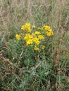 Common Ragwort - Senecio jacobaea, Norfolk, England, UK. Royalty Free Stock Photo
