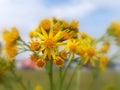 Common ragwort (Senecio jacobaea)