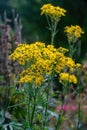 Common ragwort wild flower in the family Asteraceae Royalty Free Stock Photo