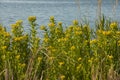 Common Ragwort Wildflower on lake