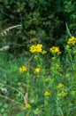 A common ragwort with yellow flowers and lobed leaves