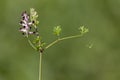 Common ramping-fumitory flower with blurred green background