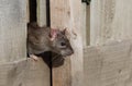 Common rat. Royalty Free Stock Photo