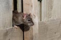 Common rat.