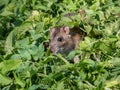 Common rat (Rattus norvegicus) with dark grey and brown fur hiding in green grass in bright sunlight Royalty Free Stock Photo