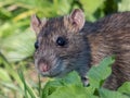 Common rat (Rattus norvegicus) with dark grey and brown fur walking in green grass Royalty Free Stock Photo