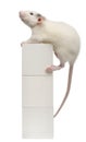Common rat or sewer rat or wharf rat Royalty Free Stock Photo