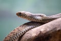 Common Rat Snake (Pantherophis alleghaniensis) found in North America Royalty Free Stock Photo