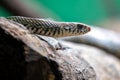 Common Rat Snake (Pantherophis alleghaniensis) found in North America Royalty Free Stock Photo