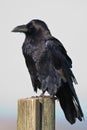 Common Raven