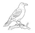 Black and white vector coloring page of a Common Raven Royalty Free Stock Photo