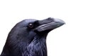 Common raven Royalty Free Stock Photo