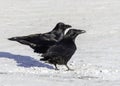 Common Raven Pair