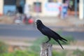 Common raven / black crow