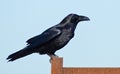 Common Raven (Corvus corax).