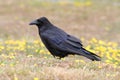 Common Raven (Corvus corax) Royalty Free Stock Photo