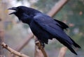 Common Raven (Corvus corax) Royalty Free Stock Photo