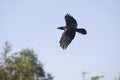 Common Raven, corvus corax, Adult in Flight against Blue Sky Royalty Free Stock Photo