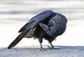 Common raven Corvus corax preening in Algonquin Park, Canada Royalty Free Stock Photo