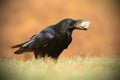 The common raven - Corvus corax Royalty Free Stock Photo