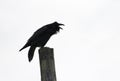 A Common raven Corvus corax cawing from atop a post on Amherst Island near Kingston, Canada Royalty Free Stock Photo