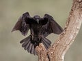 Common raven (Corvus corax) Royalty Free Stock Photo