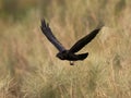 Common raven Corvus corax Royalty Free Stock Photo