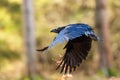 Common raven Corvus corax flying through the forest Royalty Free Stock Photo