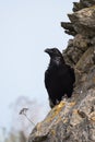 Common Raven, Corvus corax Royalty Free Stock Photo