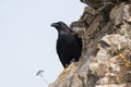 Common Raven, Corvus corax Royalty Free Stock Photo