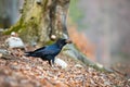 Common raven holding a cone in beak in autumn nature. Royalty Free Stock Photo