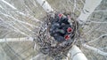 Common Raven Corvus corax - nest