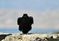 Common raven, Corvus corax, 40.