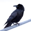 Common Raven Corvus corax perched on metal bar Royalty Free Stock Photo