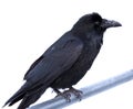 Common Raven Corvus corax perched on metal bar