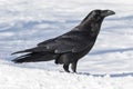 Common Raven (Corvus corax ) Royalty Free Stock Photo