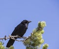 Common raven bird Corvus corax Corvidae pine tree