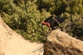 The Common raven Corvus corax sitting on the grey stones with the rabbit scaleton Royalty Free Stock Photo