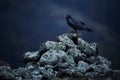 Common raven Corvus corax sitting on rocks in a snow blizzard.