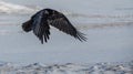 The common raven Corvus corax in snow Royalty Free Stock Photo