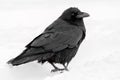 Common Raven Corvus corax in the snow in Banff National Park Royalty Free Stock Photo