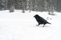 Common Raven Corvus corax in the snow in Banff National Park Royalty Free Stock Photo