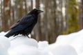 Common Raven Corvus corax in the snow in Banff National Park Royalty Free Stock Photo