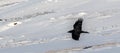 The common raven Corvus corax in snow Royalty Free Stock Photo