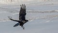 The common raven Corvus corax in snow Royalty Free Stock Photo