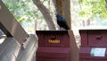 A common raven Corvus corax on a trash can