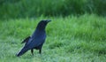 Common raven (Corvus Corax) walking on the grass in the early evening light during Summertime Royalty Free Stock Photo