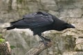 Common raven (Corvus corax). Royalty Free Stock Photo