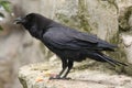 Common raven (Corvus corax). Royalty Free Stock Photo
